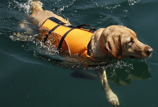 Hunde redningsvest
